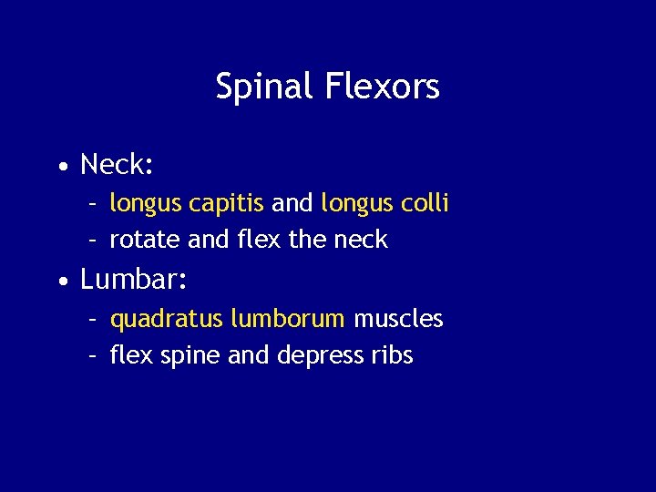 Spinal Flexors • Neck: – longus capitis and longus colli – rotate and flex