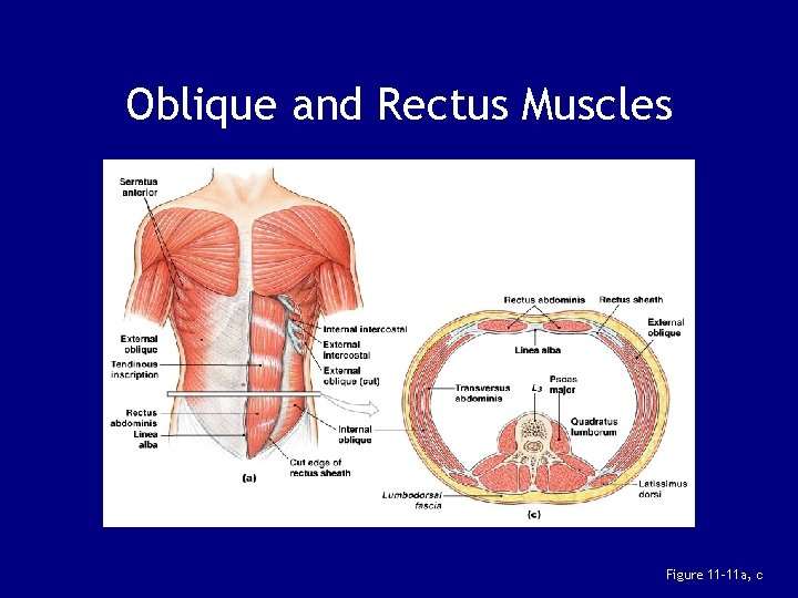 Oblique and Rectus Muscles Figure 11– 11 a, c 
