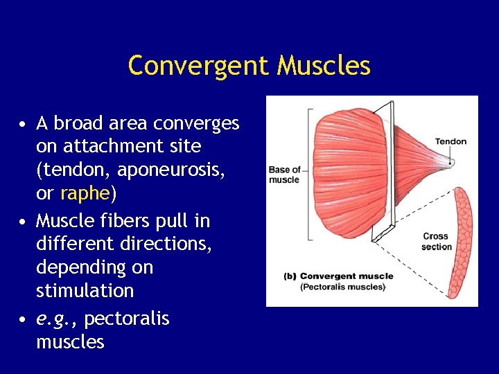 Convergent Muscles • A broad area converges on attachment site (tendon, aponeurosis, or raphe)
