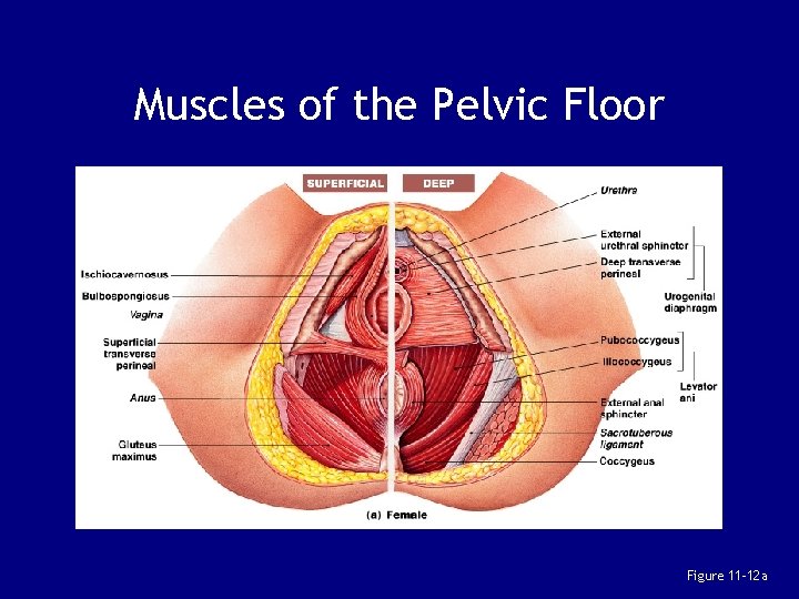 Muscles of the Pelvic Floor Figure 11– 12 a 