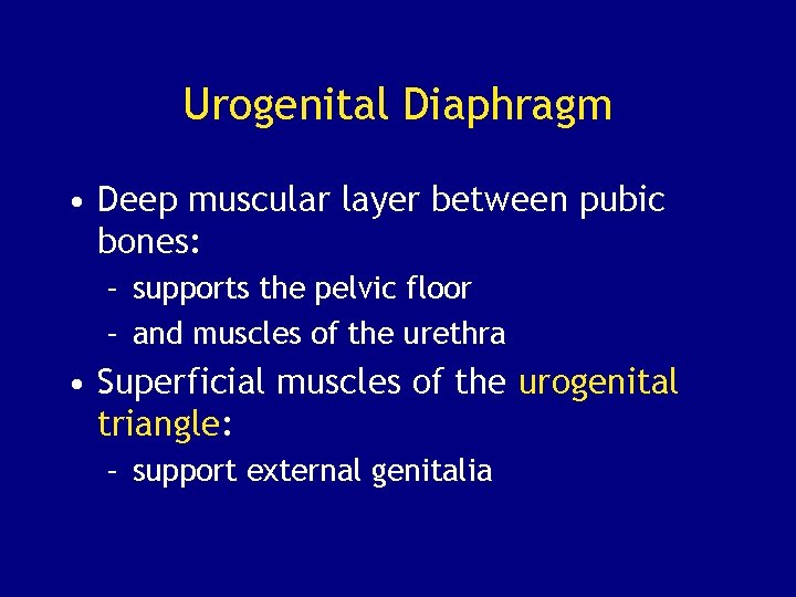 Urogenital Diaphragm • Deep muscular layer between pubic bones: – supports the pelvic floor