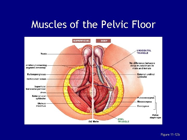 Muscles of the Pelvic Floor Figure 11– 12 b 