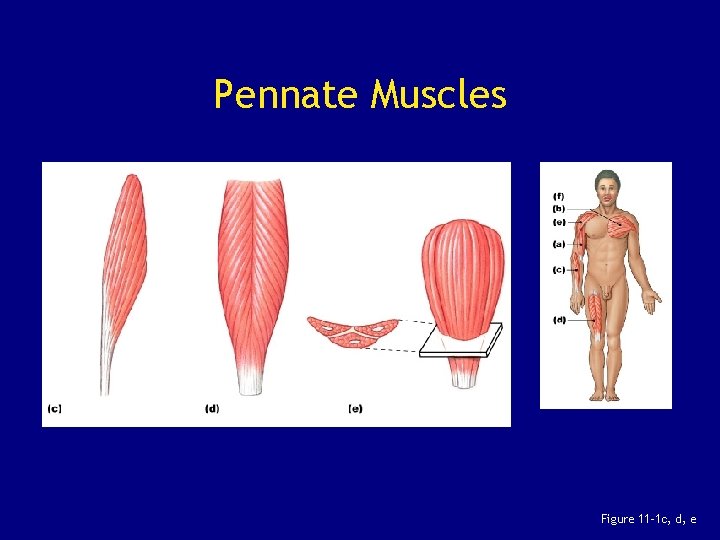 Pennate Muscles Figure 11– 1 c, d, e 