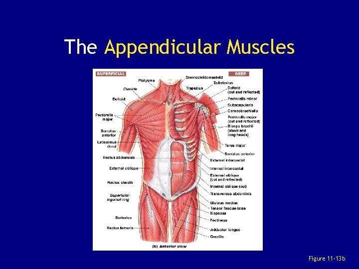 The Appendicular Muscles Figure 11– 13 b 