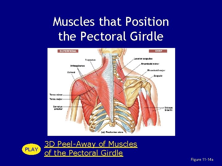 Muscles that Position the Pectoral Girdle PLAY 3 D Peel-Away of Muscles of the