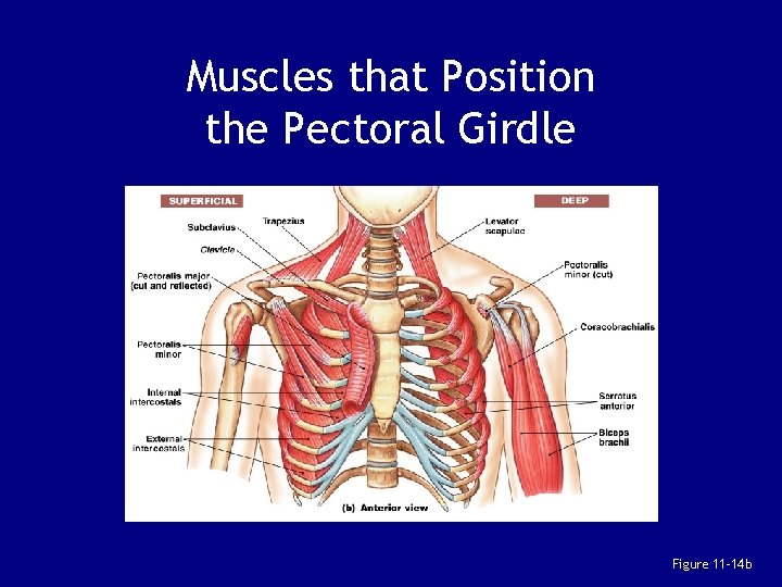 Muscles that Position the Pectoral Girdle Figure 11– 14 b 