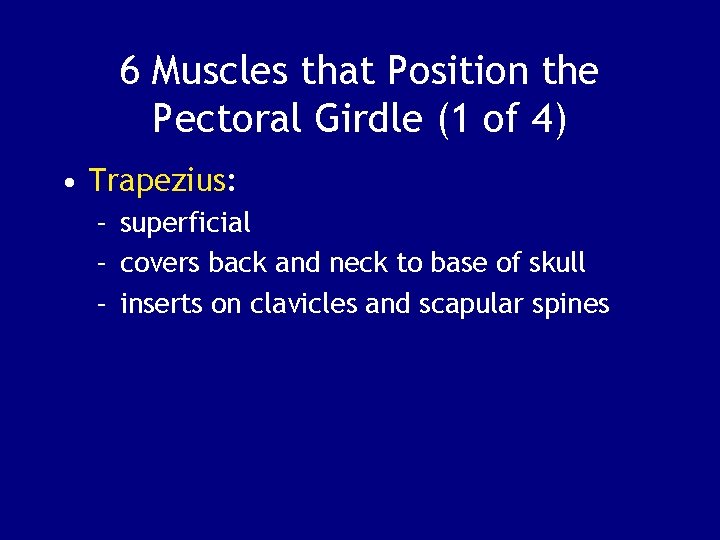 6 Muscles that Position the Pectoral Girdle (1 of 4) • Trapezius: – superficial