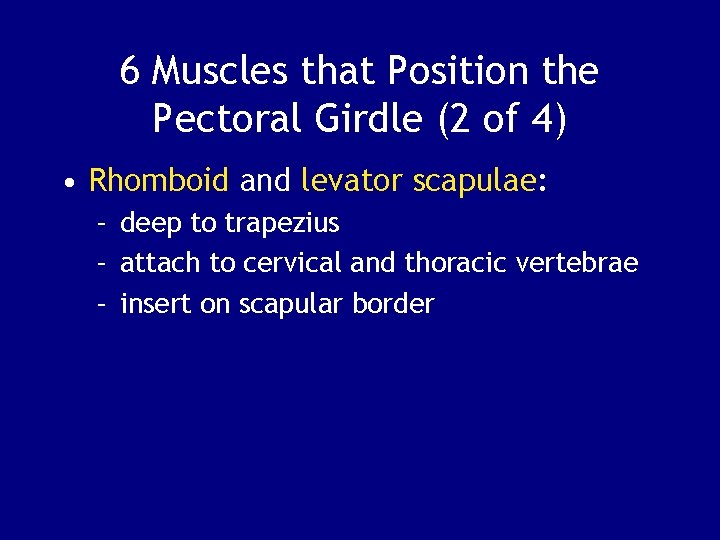 6 Muscles that Position the Pectoral Girdle (2 of 4) • Rhomboid and levator
