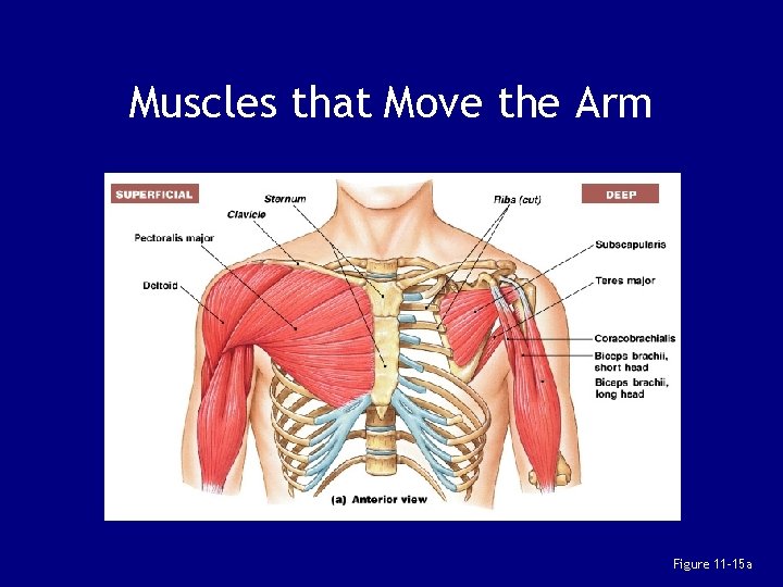 Muscles that Move the Arm Figure 11– 15 a 