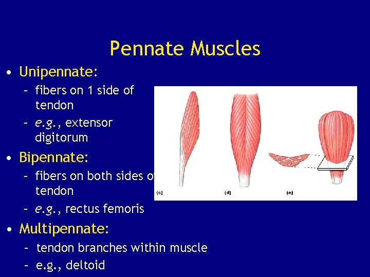 Pennate Muscles • Unipennate: – fibers on 1 side of tendon – e. g.