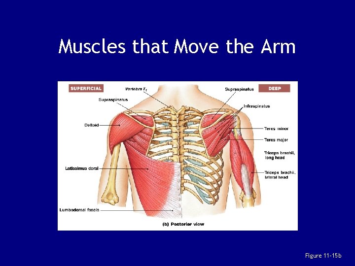 Muscles that Move the Arm Figure 11– 15 b 