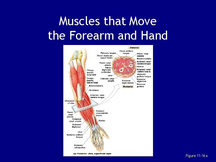 Muscles that Move the Forearm and Hand Figure 11– 16 a 