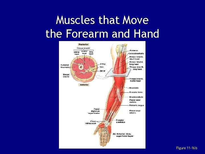 Muscles that Move the Forearm and Hand Figure 11– 16 b 