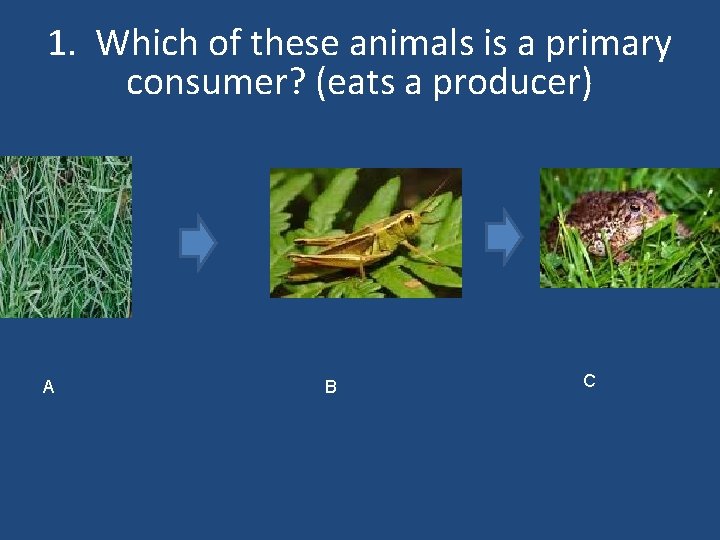 1. Which of these animals is a primary consumer? (eats a producer) A B
