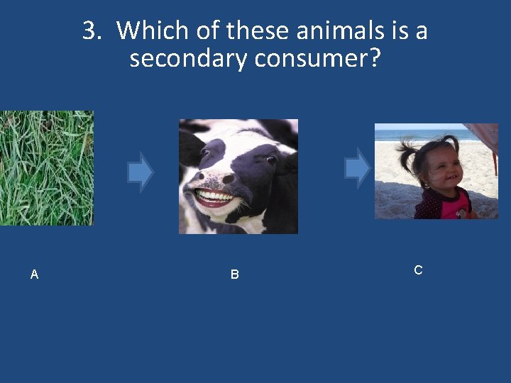 3. Which of these animals is a secondary consumer? A B C 