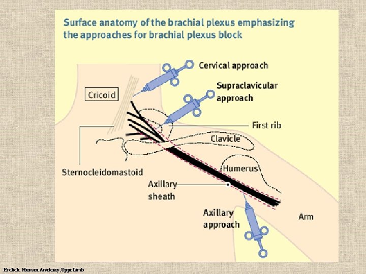 Frolich, Human Anatomy, Uppr. Limb 