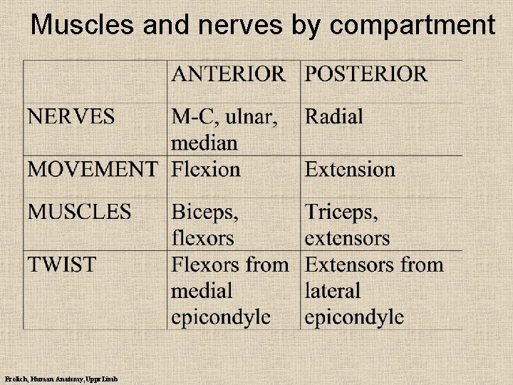 Muscles and nerves by compartment Frolich, Human Anatomy, Uppr. Limb 