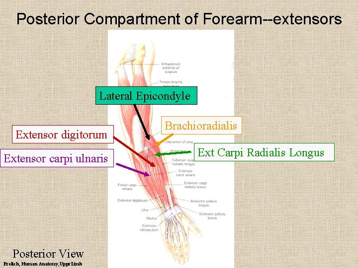 Posterior Compartment of Forearm--extensors Lateral Epicondyle Extensor digitorum Extensor carpi ulnaris Posterior View Frolich,