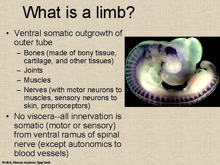 What is a limb? • Ventral somatic outgrowth of outer tube – Bones (made