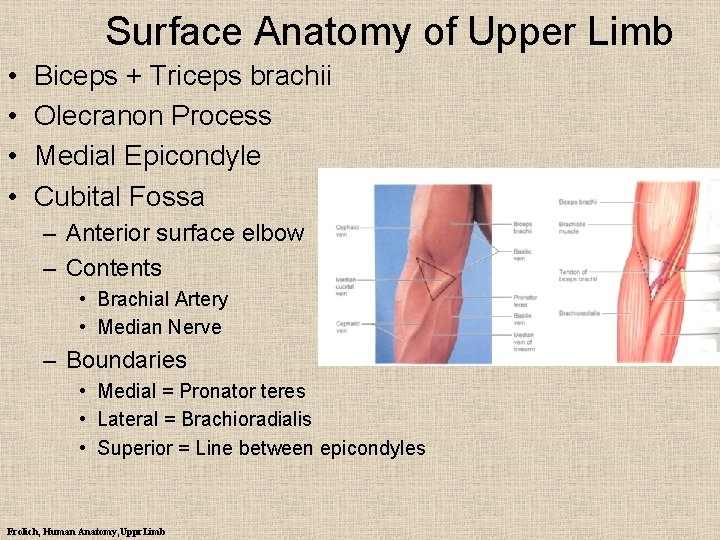 Surface Anatomy of Upper Limb • • Biceps + Triceps brachii Olecranon Process Medial