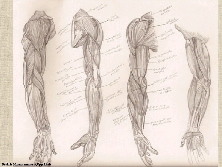 Frolich, Human Anatomy, Uppr. Limb 