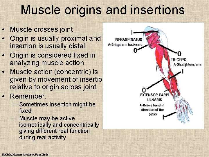 Muscle origins and insertions • Muscle crosses joint • Origin is usually proximal and