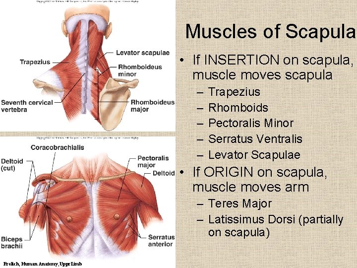 Muscles of Scapula • If INSERTION on scapula, muscle moves scapula – – –