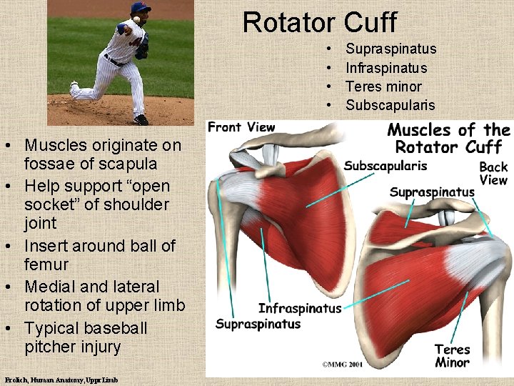 Rotator Cuff • • • Muscles originate on fossae of scapula • Help support