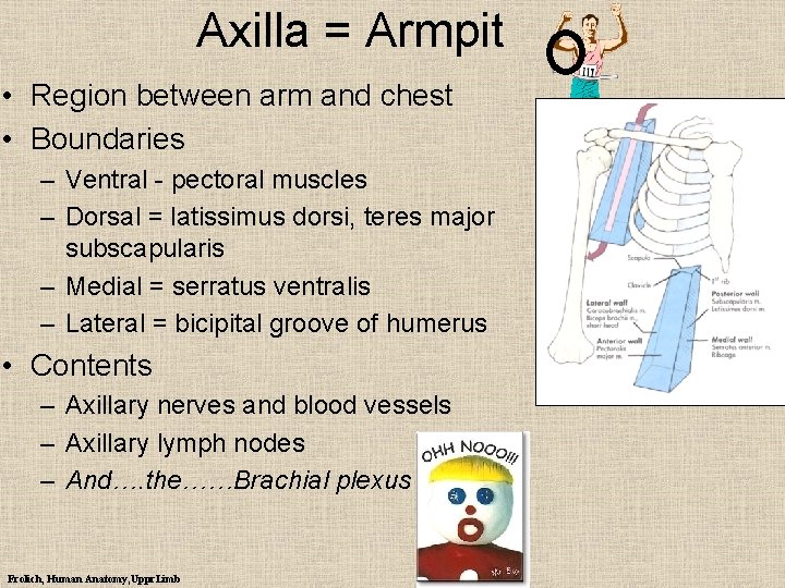 Axilla = Armpit • Region between arm and chest • Boundaries – Ventral -