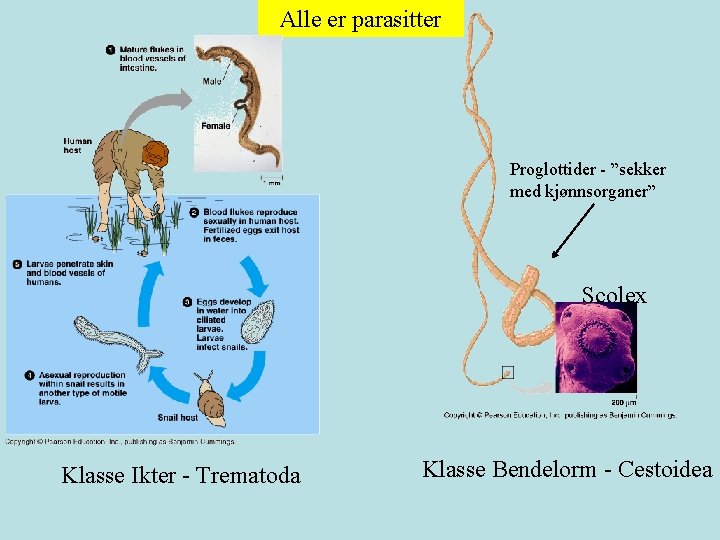 Alle er parasitter Proglottider - ”sekker med kjønnsorganer” Scolex Klasse Ikter - Trematoda Klasse