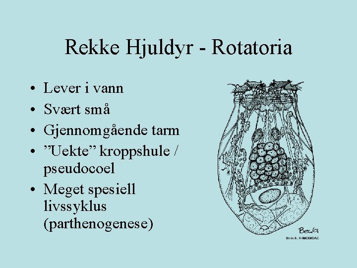 Rekke Hjuldyr - Rotatoria • • Lever i vann Svært små Gjennomgående tarm ”Uekte”