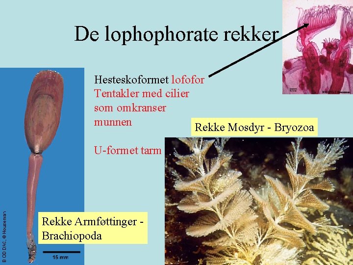 De lophophorate rekker Hesteskoformet lofofor Tentakler med cilier som omkranser munnen Rekke Mosdyr -