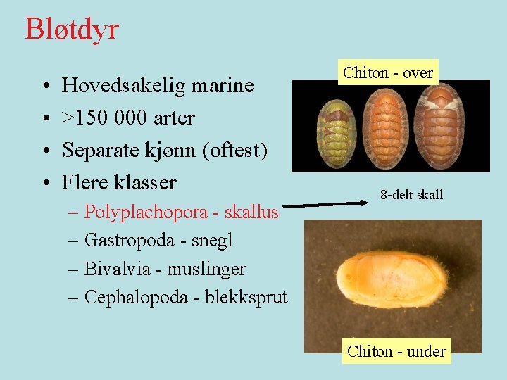 Bløtdyr • • Hovedsakelig marine >150 000 arter Separate kjønn (oftest) Flere klasser –