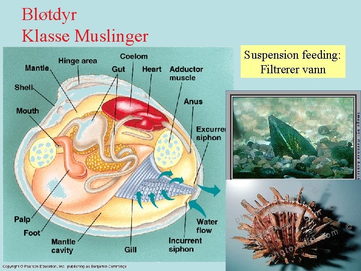 Bløtdyr Klasse Muslinger Suspension feeding: Filtrerer vann 