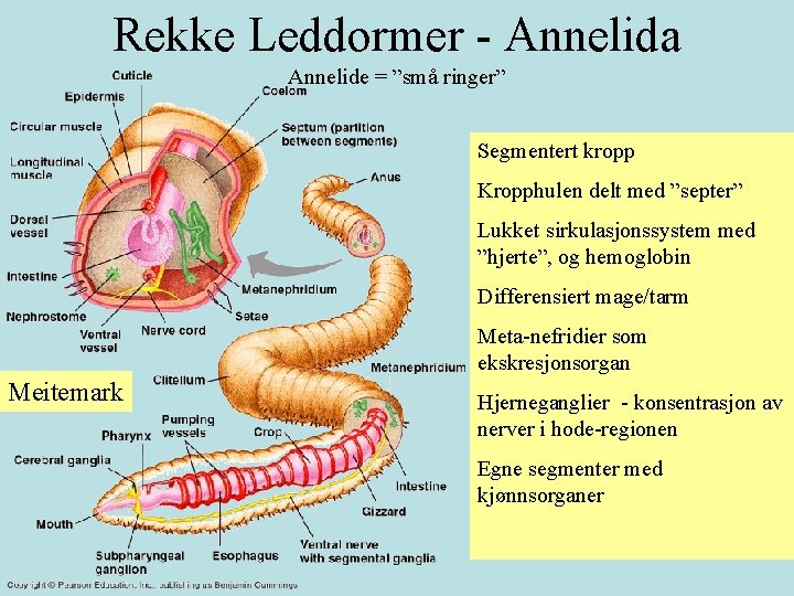 Rekke Leddormer - Annelida Annelide = ”små ringer” Segmentert kropp Kropphulen delt med ”septer”