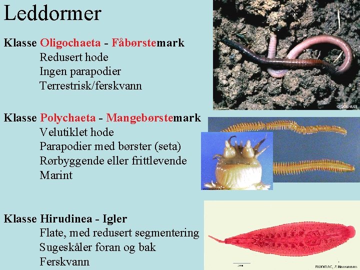 Leddormer Klasse Oligochaeta - Fåbørstemark Redusert hode Ingen parapodier Terrestrisk/ferskvann Klasse Polychaeta - Mangebørstemark