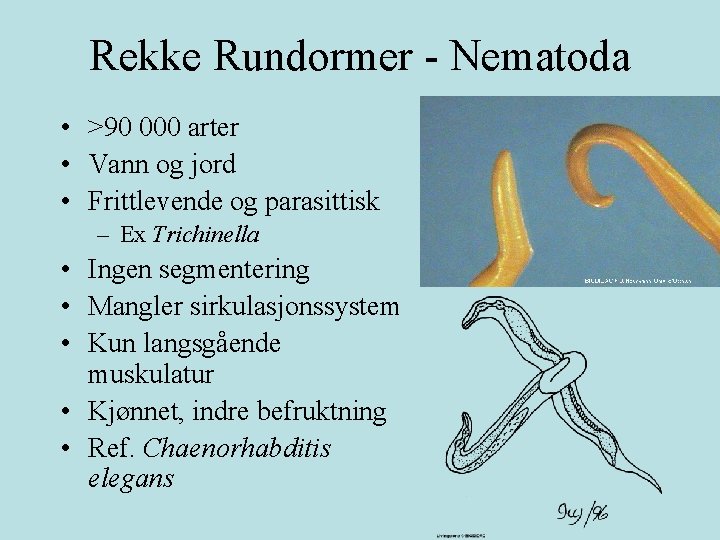 Rekke Rundormer - Nematoda • >90 000 arter • Vann og jord • Frittlevende