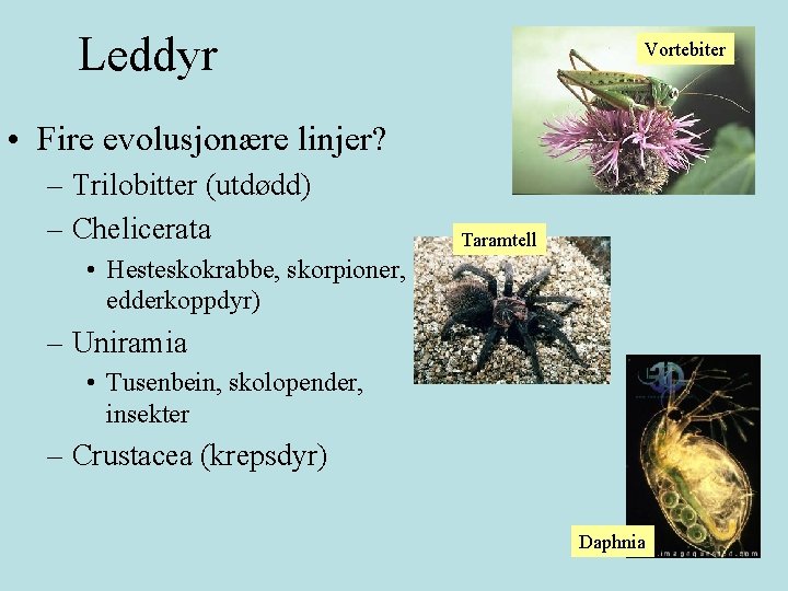 Leddyr Vortebiter • Fire evolusjonære linjer? – Trilobitter (utdødd) – Chelicerata Taramtell • Hesteskokrabbe,