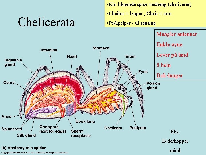  • Klo-liknende spise-vedheng (chelicerer) Chelicerata • Cheilos = lepper , Cheir = arm