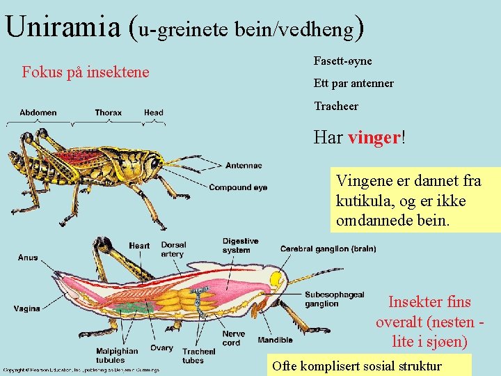 Uniramia (u-greinete bein/vedheng) Fokus på insektene Fasett-øyne Ett par antenner Tracheer Har vinger! Vingene