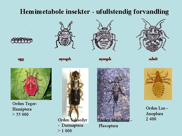 Hemimetabole insekter - ufullstendig forvandling Orden Teger. Hemiptera > 55 000 Orden Saksedyr -
