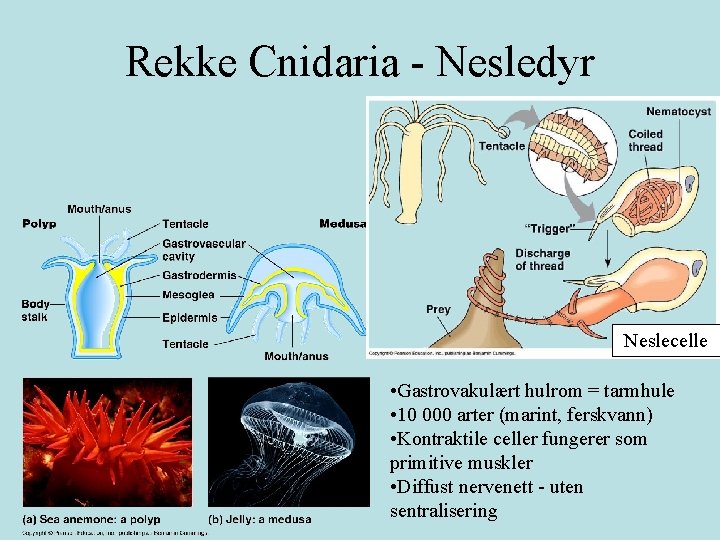 Rekke Cnidaria - Nesledyr Neslecelle • Gastrovakulært hulrom = tarmhule • 10 000 arter