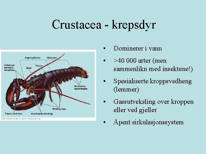 Crustacea - krepsdyr • Dominerer i vann • >40 000 arter (men sammenlikn med