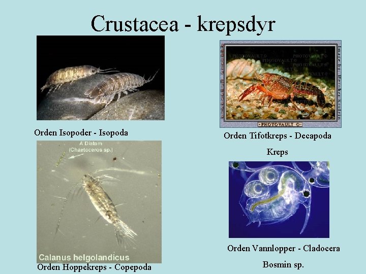 Crustacea - krepsdyr Orden Isopoder - Isopoda Orden Tifotkreps - Decapoda Kreps Orden Vannlopper