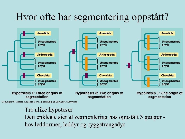 Hvor ofte har segmentering oppstått? Tre ulike hypoteser Den enkleste sier at segmentering has