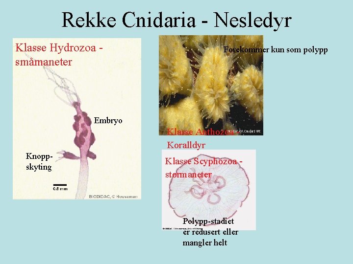 Rekke Cnidaria - Nesledyr Klasse Hydrozoa småmaneter Forekommer kun som polypp Embryo Klasse Anthozoa