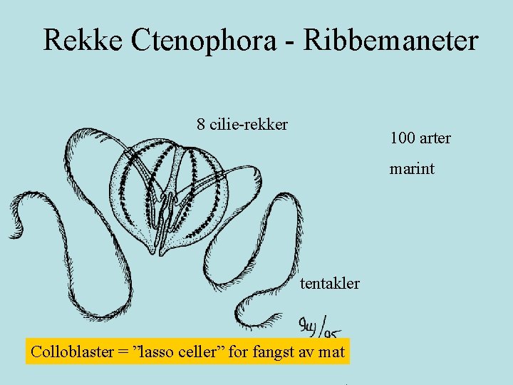 Rekke Ctenophora - Ribbemaneter 8 cilie-rekker 100 arter marint tentakler Colloblaster = ”lasso celler”