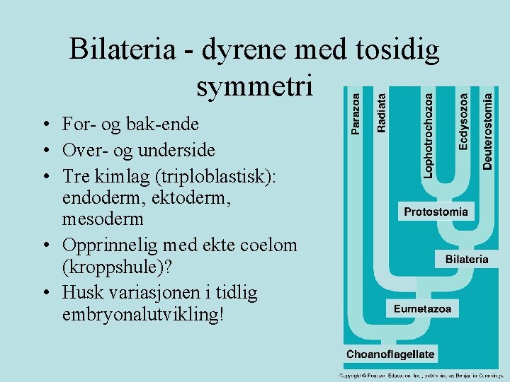 Bilateria - dyrene med tosidig symmetri • For- og bak-ende • Over- og underside