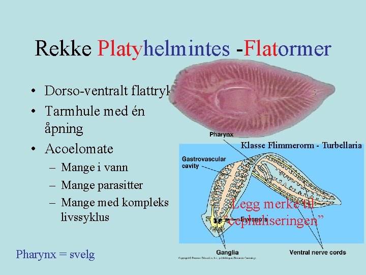 Rekke Platyhelmintes -Flatormer • Dorso-ventralt flattrykt • Tarmhule med én åpning • Acoelomate –