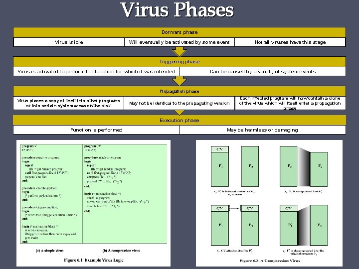 Virus Phases Dormant phase Virus is idle Will eventually be activated by some event